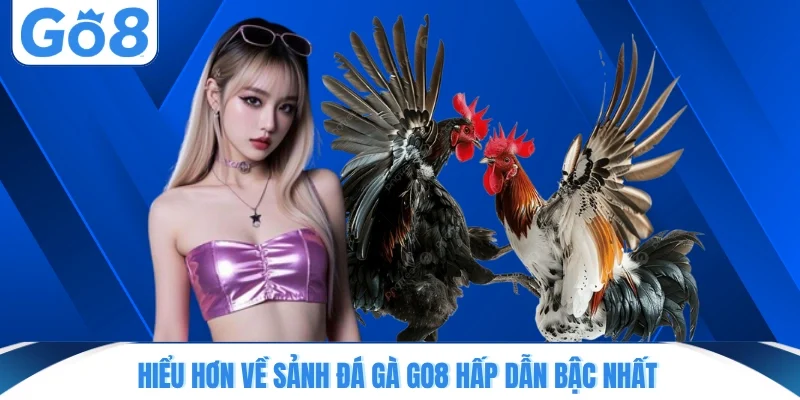 hieu hon ve sanh da ga go8 hap dan bac nhat Hiểu hơn về sảnh đá gà GO8 hấp dẫn bậc nhất