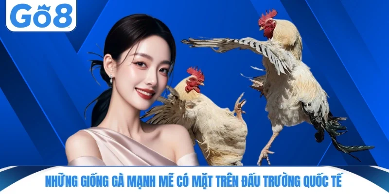 nhung giong ga manh me co mat tren dau truong quoc te Những giống gà mạnh mẽ có mặt trên đấu trường quốc tế